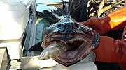 Lingcod with a small sablefish in its mouth