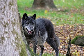 Mackenzie-Wolf (Canis lupus occidentalis)