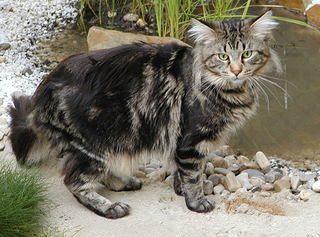 Maine Coon.