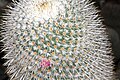 Mammillaria dixanthocentron