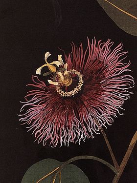 Passiflora laurifolia L. - colagem por Mary Delany