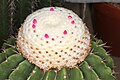 Melocactus schatzlii ssp. schatzlii