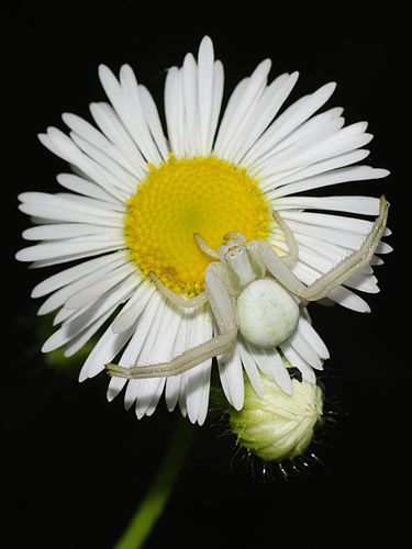 Самка цветочного паука (Misumena vatia) на цветке нивяника обыкновенного (Leucanthemum vulgare)
