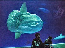 Мола мола океанская солнечная рыба Monterey Bay Aquarium 2.jpg