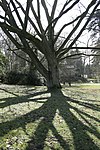 De pommier de l'Amour (Phellodendron amurense) van Morlanwelz-Mariemont.