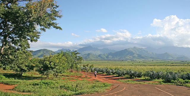 Плантация сизаля (Agave sisalana) у подножия Улугуру (Танзания)