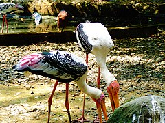 Multicolored Stork, Manila Zoo