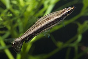 Nannostomus eques 1.jpg