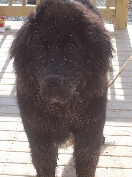 File:Newfoundland puppy muddy.jpg