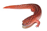 Красная саламандра (Pseudotriton ruber) .JPG