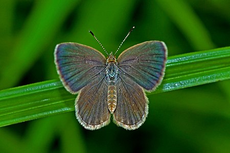 Dorsal view (female)