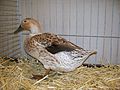 Welsh-Harlekin-Ente, creme-wildfarbig