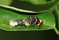 Papilio cresphontes larva defensive.JPG