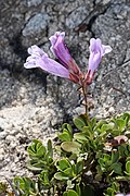 Flowers of Penstemon davidsonii