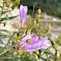 Flowers of Penstemon lyallii