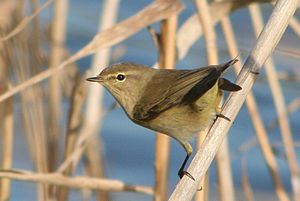 Subspecio tristis en Barato