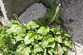 Plantago asiatica 2. 
 JPG