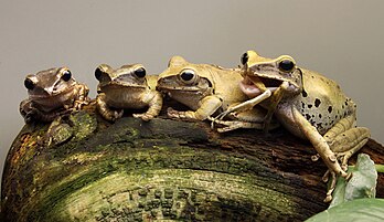 Des Polypedates leucomystax au Jardin zoologique de Stuttgart (Allemagne). La grenouille à droite a un congénère dans sa bouche, le cannibalisme étant fréquent chez cette espèce. (définition réelle 3 000 × 1 732)