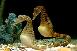 El caballito de mar de vientre grande nativo de las costas australianas, Hippocampus abdominalis, la especie más grande de la subfamilia Hippocampinae.