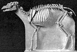 Protoceras