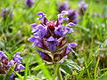 Prunella vulgaris