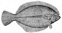 Modern flatfish are asymmetrical, with both eyes on the same side of the head. Pseudopleuronectes americanus.jpg