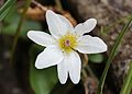 Puawhananga flyder (Klematis paniculata). 
 jpg