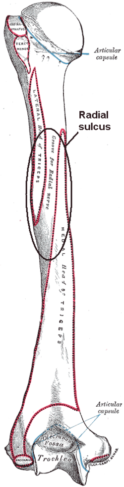 Radial sulcus.png