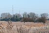 Rainham Marshes 30dec08.jpg