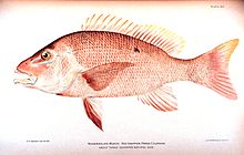 Red snapper, are generalized reef feeders with standard jaw and mouth structures that allow them to eat almost anything, though they prefer small fish and crustaceans. RedSnapper.jpg