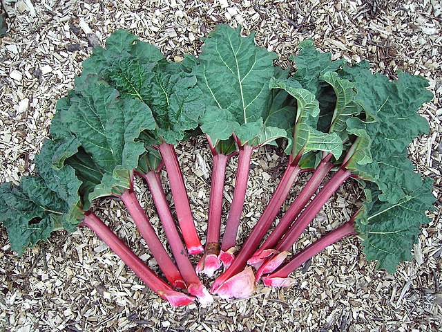 rhubarb