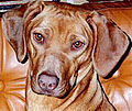 Portrait Rhodesian Ridgeback femelle adulte nez foie yeux ambres- livernose.