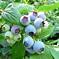 Blaubeeren