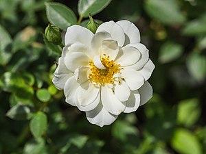 une rose blanche