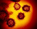 Miniatuur voor SARS-gerelateerd coronavirus
