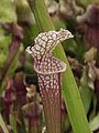 Melsvalapė saracėnija (Sarracenia leucophylla)