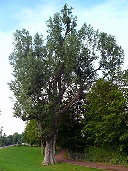 Juodoji tuopa (Populus nigra)