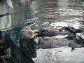 Sea Otter exhibit is one of the favorites at the Aquarium.