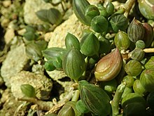 Senecio herreanus 2019-04-16 0741.jpg