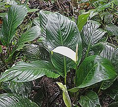 Description de l'image Spathiphyllum cannifolium - Flickr - Dick Culbert.jpg.