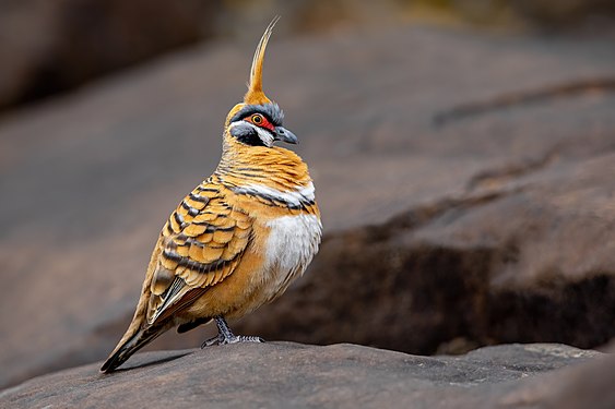 Spinifex pigeon by JJ Harrison