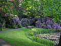 Stöckener Friedhof (Rhododendronblüte)