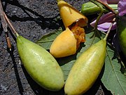Curuba (Bananen-Passionsfrucht)