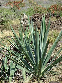 260px Starr 070124 3983 Agave sisalana