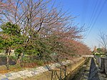 大膳堀沿いの桜並木 （2011年4月）