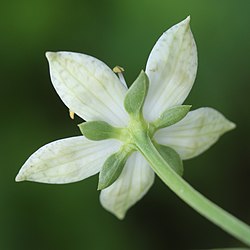 アケボノソウ (キキョウ科) は、花弁と互生する5枚の萼片 (矢印) からなる萼をもつ