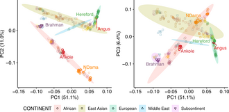 Genomic analysis shows there are five main cattle sub-types, here labelled by continent. Talenti 2022 cattle genetics.png