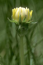 Miniatura para Taraxacum californicum