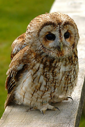 A tawny owl (Strix aluco). Français : Une chou...