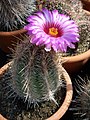 Thelocactus bicolor